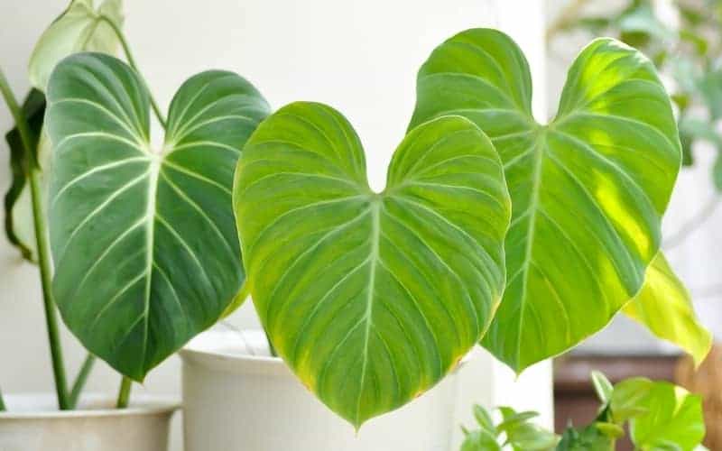 Philodendron Gloriosum plant in the flowerpot