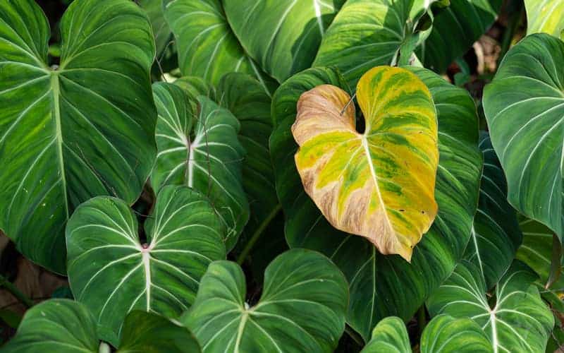 Philodendron Gloriosum turning yellow