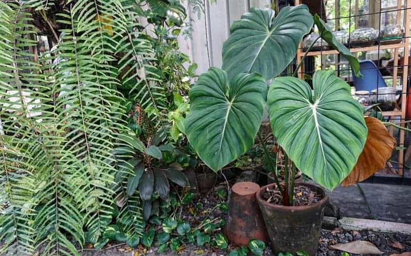 Philodendron gloriosum on a pot