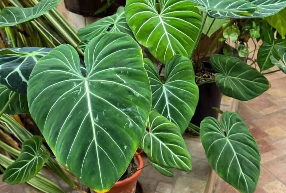 Philodendron Gloriosum Care Guide