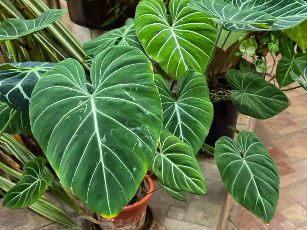 A Philodendron gloriosum plant with large, heart-shaped leaves