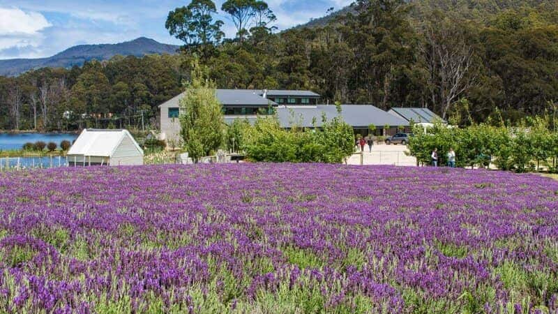 Port Arthur Lavender Farm