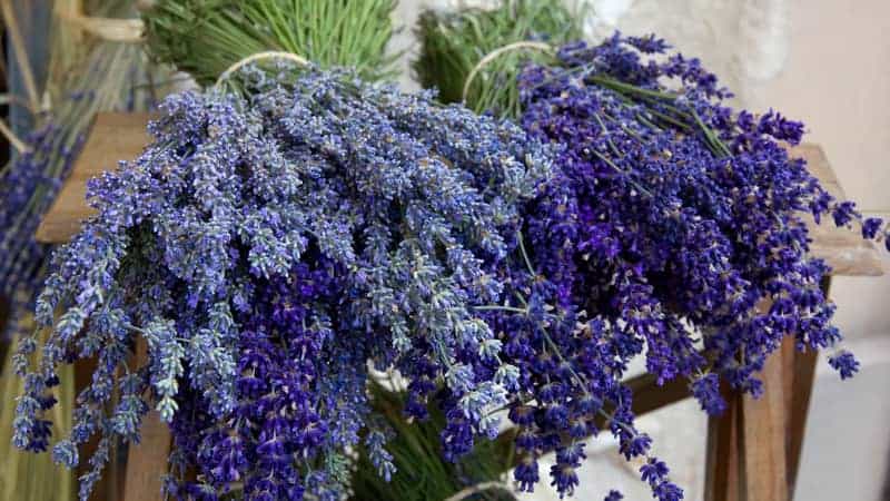 Lavender bunches tied together with string, lying on wooden table.