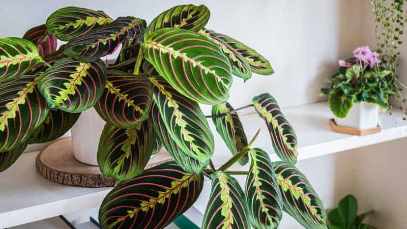 Prayer plant on a shelf in a modern apartment.