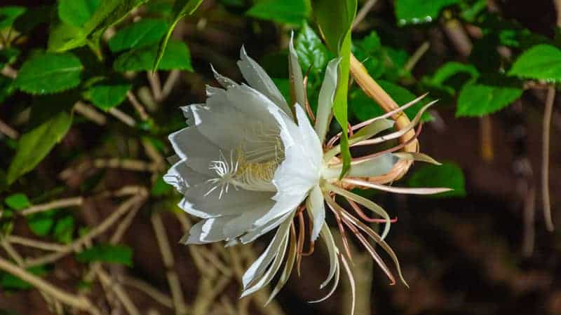 Queen of the Night