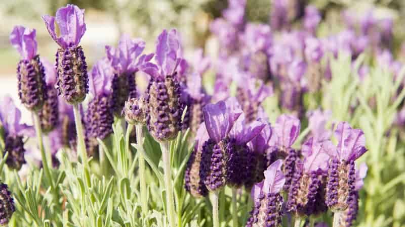 Lavender flowers in nature fields with sun