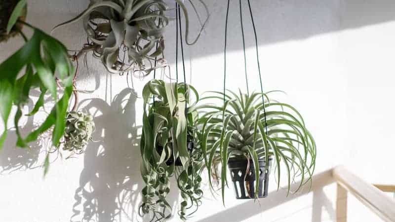 Various type Tillandsia hanging with isolated white background