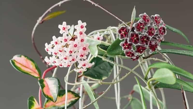 Varieties of wax plants.