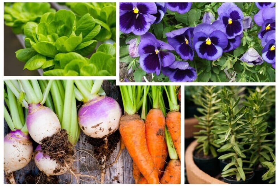 What To Plant In Winter In Australia Lawn au