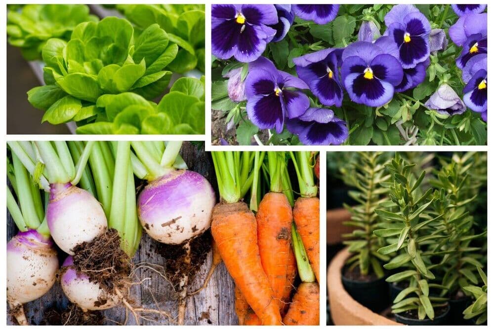 What To Plant In Winter In Australia Lawn au