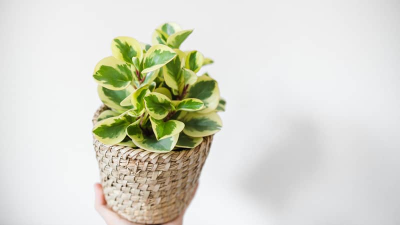 Peperomia Obtusifolia variegated with white and green leaves. 