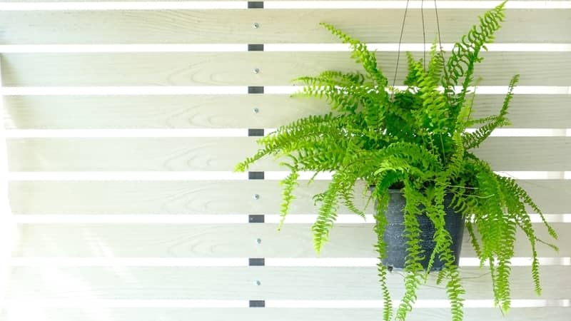 Beautiful fresh green Boston fern hangs on the white wooden wall for home decoration