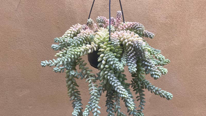 Burro's tail