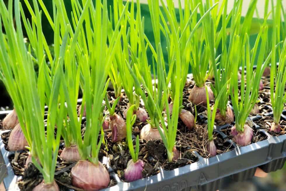How To Grow Spring Onions