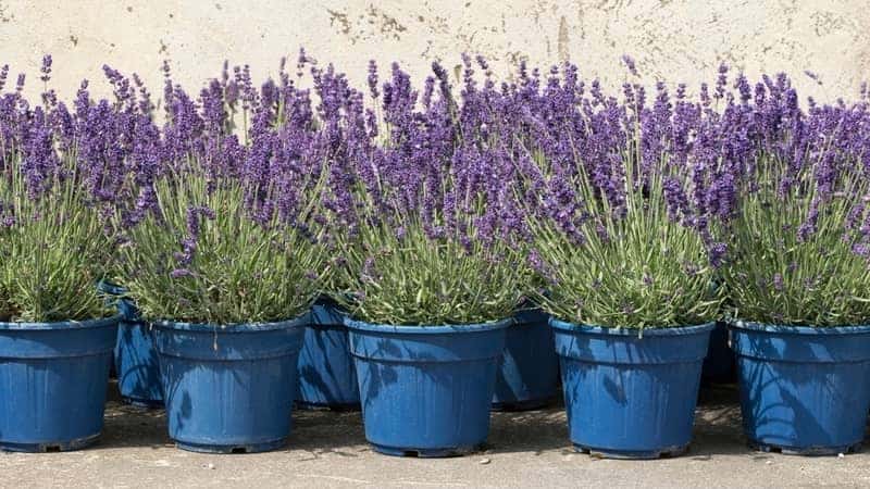 lavender plants in pots