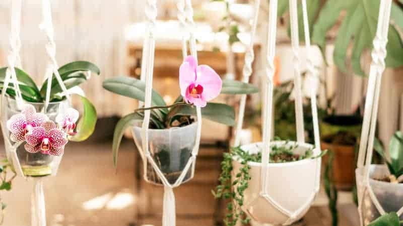 Blooming pink indoor orchids in a hanging planter in home interior.