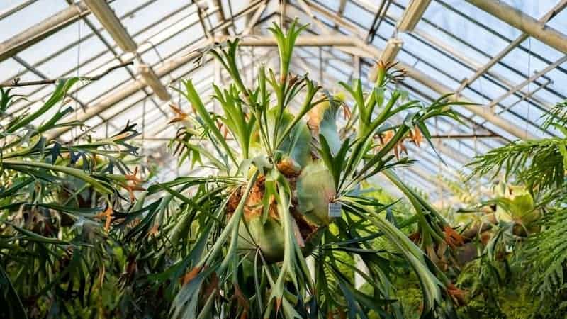 Staghorn fern in pot hanging over the glass roof in glasshouse.