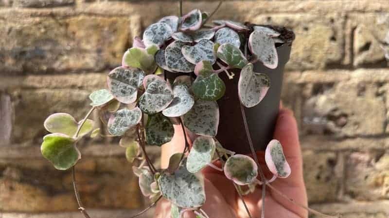 variegated string of hearts, trailing pink variegated houseplant 