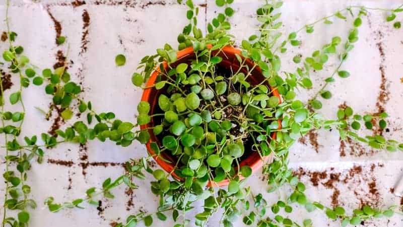 High angle view of String of Nickels (Dischidia Nummularia) laid out on potting mat