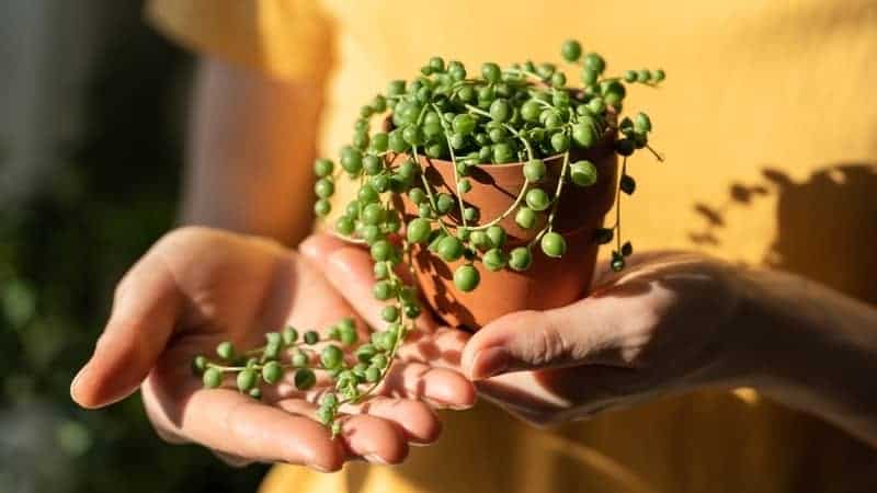 Closeup of woman hand holding small terracotta pot with Senecio Rowleyanus commonly known as a string of pearls. 