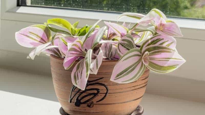 In a ceramic planter on a light windowsill there is a two-color tradescantia.