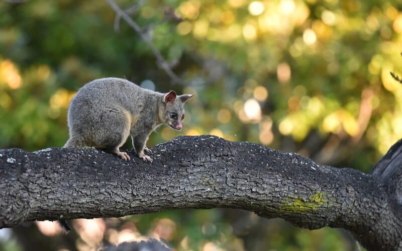 brushtail possum on a tree branch