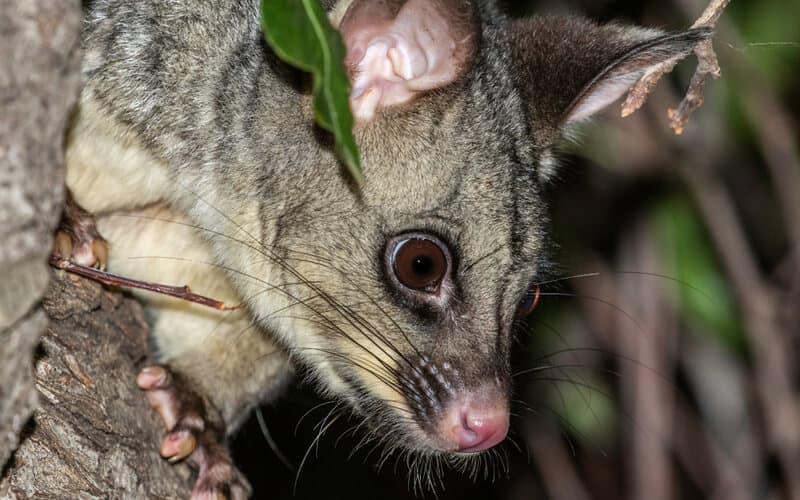 close up of a possum in a garden tree