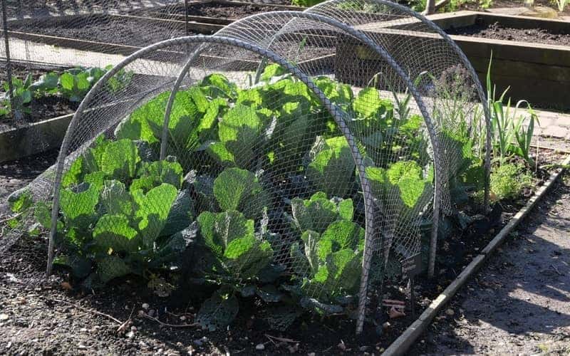 young cabbages growing inside a netted shelter