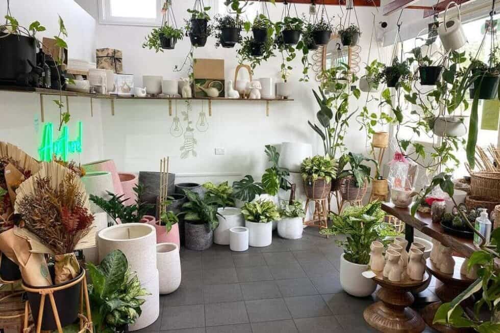 Australia's Best Indoor Plant Supplies
