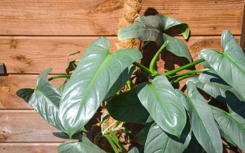 Philodendron silver sword with large sword-shaped leaves climbing a moss pole against a wooden wall