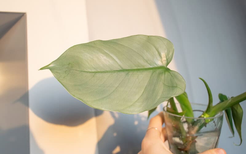 Philodendron silver queen cutting water propagation.