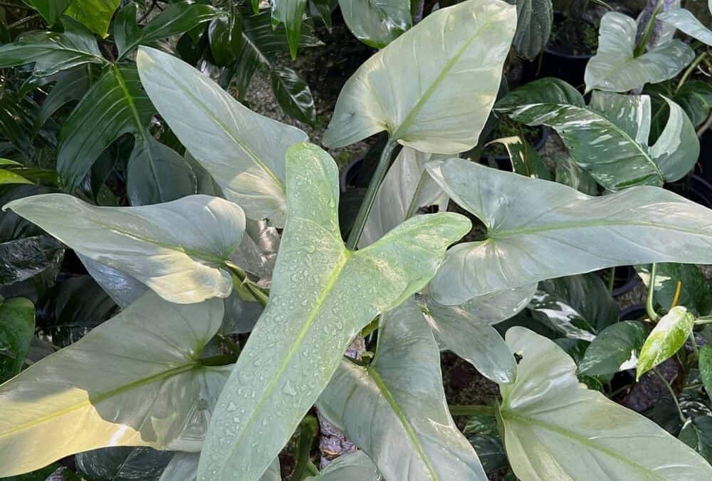 Philodendron Silver Sword Care Guide