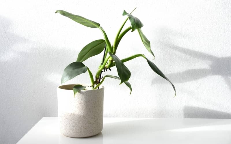 Philodendron silver sword in a ceramic pot indoor