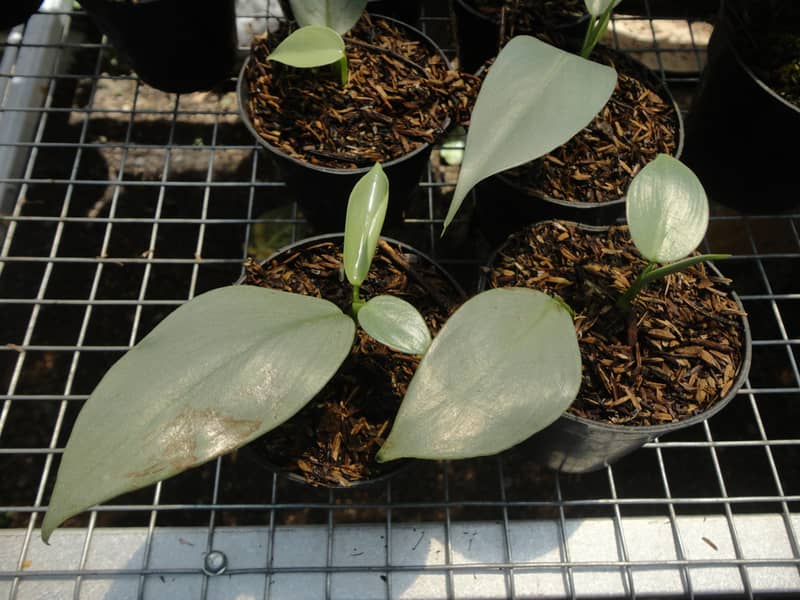 Philodendron silver sword in pots