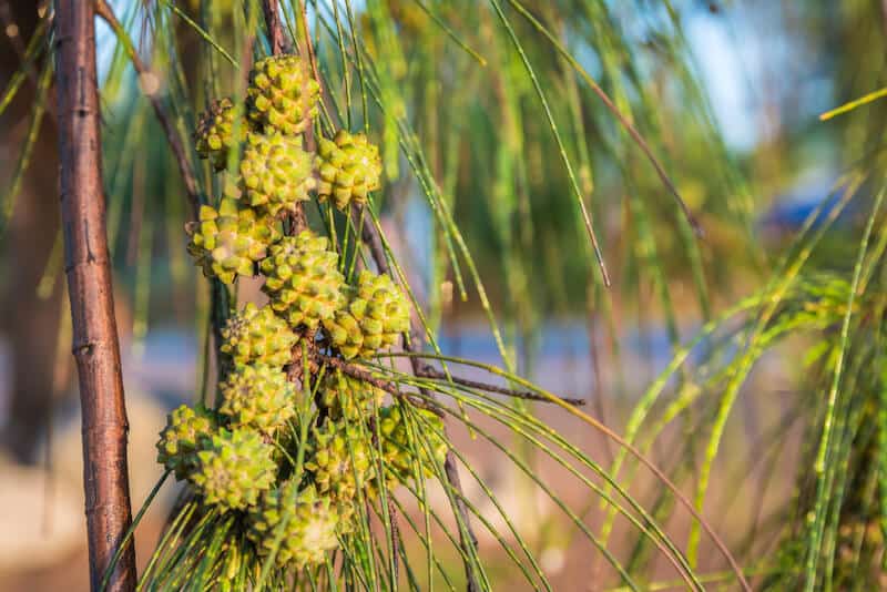 fruit on an australian pine tree