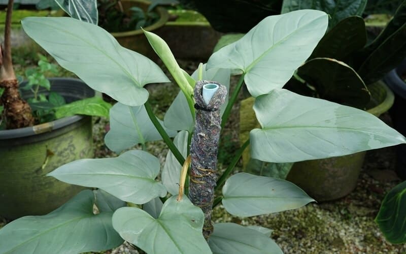 close up Philodendron Silver Sword with a climbing pole