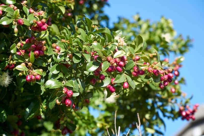 tucker bush native tree