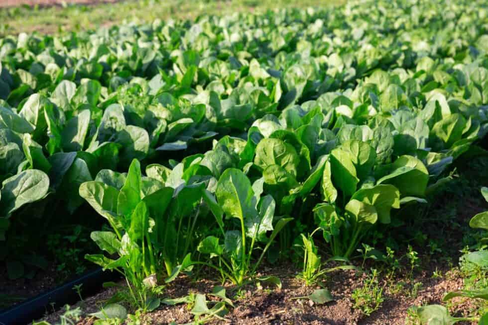 How To Grow Spinach
