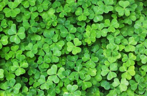 How To Get Rid Of Clover In Your Lawn | Lawn.com.au
