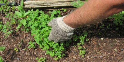How To Get Rid Of Clover In Your Lawn | Lawn.com.au