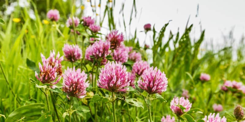 How To Get Rid Of Clover In Your Lawn | Lawn.com.au