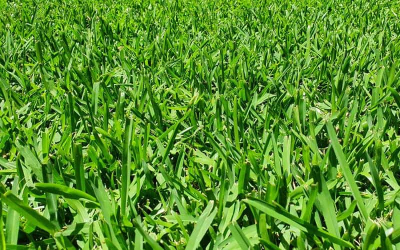 healthy buffalo grass growing in a lawn outdoors