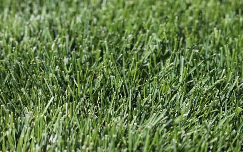 Kentucky bluegrass with thin, bluish green leaf blades close up