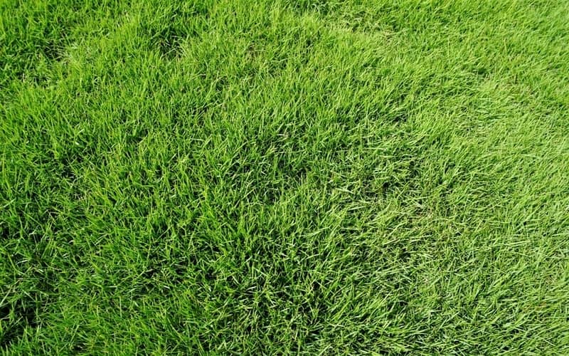 couch grass covering a lawn