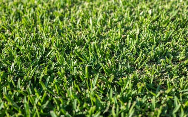 close up of kikuyu grass with a slightly coarse texture and pointed leaf blades