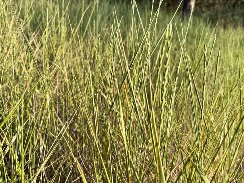 Close-up of perennial ryegrass with tall, fine blades in full growth