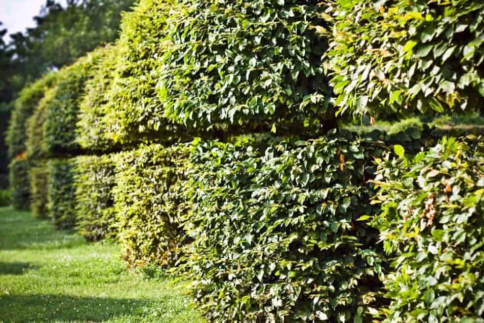 The Top 7 NoiseBlocking Plants In Australia