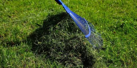 Can You Mow Wet Grass? Here's Everything To Know | Lawn.com.au