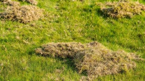 What Is Dethatching? How To Dethatch A Lawn | Lawn.com.au