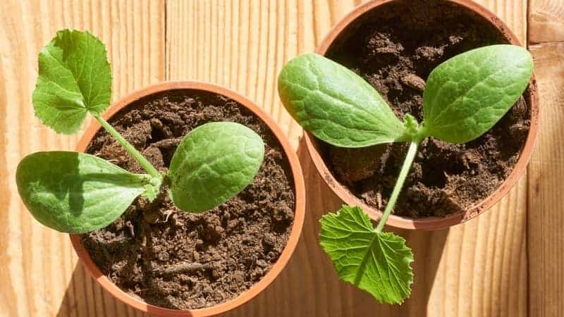 https://lawn.com.au/wp-content/uploads/2023/05/zucchini-in-pots.jpg